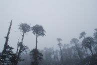 Skogen viste seg fra en dramatisk side i tåken