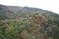 Det her er og rhododendro tror jeg!