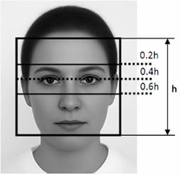 The figure shows human face proportions